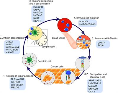 Frontiers Long Noncoding RNAs New Critical Regulators In Cancer Immunity